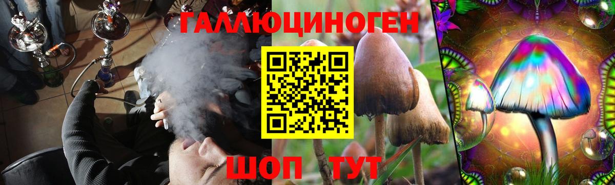 Псилоцибиновые грибы Psilocybine cubensis Кизляр